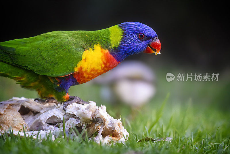 饥饿彩虹鹦鹉(Trichoglossus moluccanus)